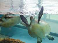 【大分県】 動物と"なかよくなる"水族館「大分マリーンパレス水族館うみたまご」🐬