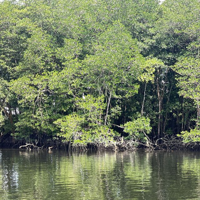 Experience the Mangrove tour in Desaru