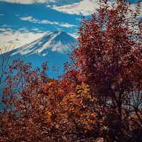 2023河口湖紅葉一個人旅行