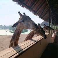 泰國最大野生動物園Safari world