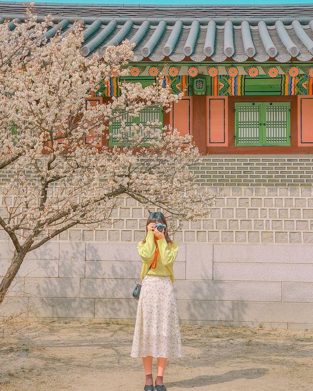 창덕궁 매화 스팟 지도로 공유해요!
