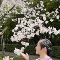 世界文化遺產 日本最美的三大庭園