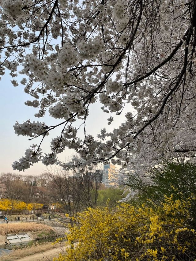 낮에도 밤에도 너무 이쁜 서울 양재천 벚꽃길 🌸