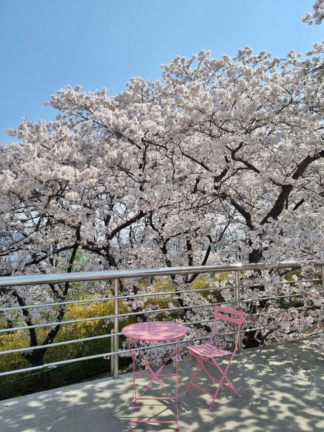 대구 최고의 벚꽃 명소, 이월드🌸
