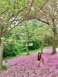 부산 겹벚꽃 명소 best1 민주공원 🌸