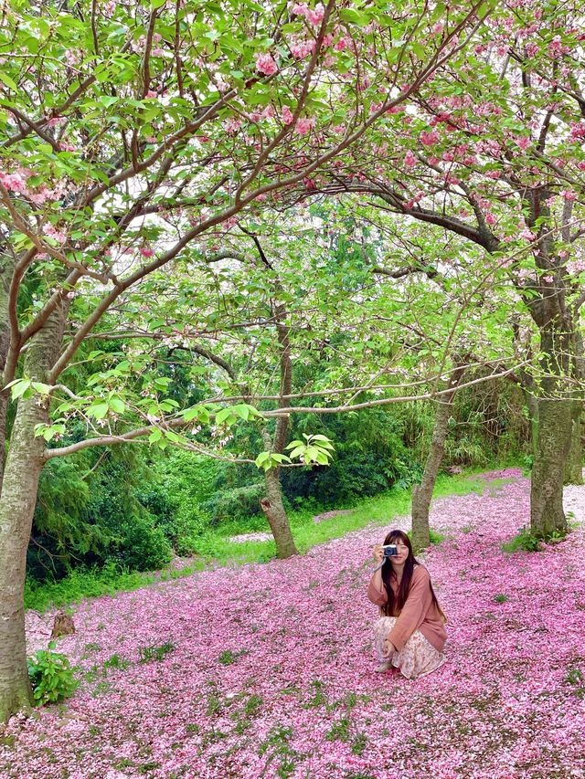 부산 겹벚꽃 명소 best1 민주공원 🌸