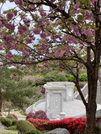 경희대학교에서 겹벚꽃구경 어때요👀🌸