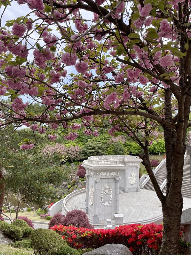 경희대학교에서 겹벚꽃구경 어때요👀🌸