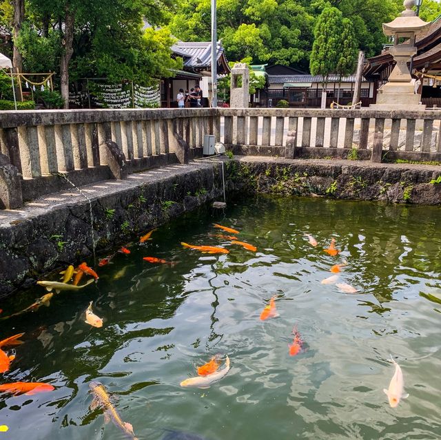เทศกาลดอกไอริส 花じょうぶ祭
