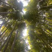 เดินเที่ยวป่าไผ่ Arashiyama Bamboo เมืองเกียวโต