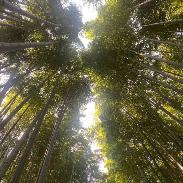 เดินเที่ยวป่าไผ่ Arashiyama Bamboo เมืองเกียวโต