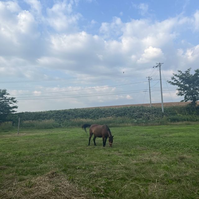 ファームズ千代田ふれあい牧場🐮