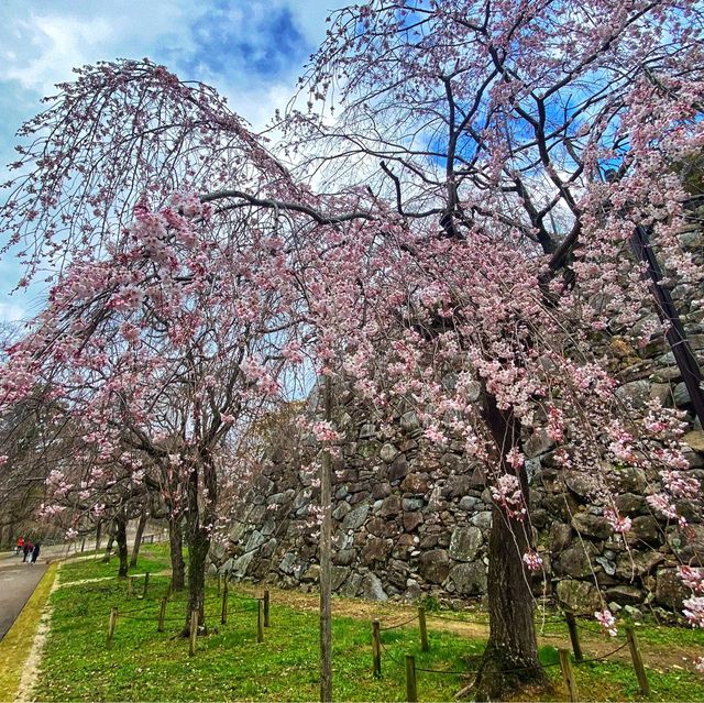 Maizuru park (舞鶴公園）