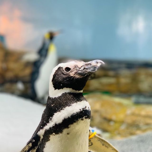 桃園｜🐧💙可愛企鵝篇📍 Xpark