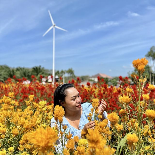 สวนดอกไม้ ไร่คุณอารียา @ กระบี่ 