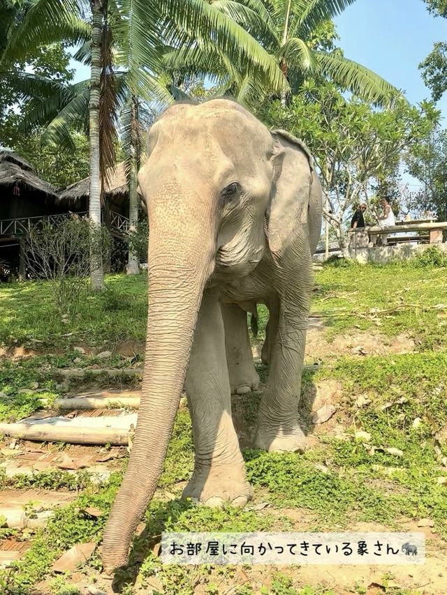 【タイ】象さんがお部屋までモーニングコールに来てくれるお宿🐘💘