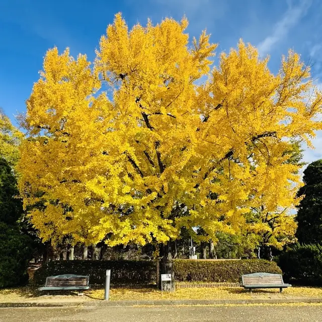 京都府立植物園