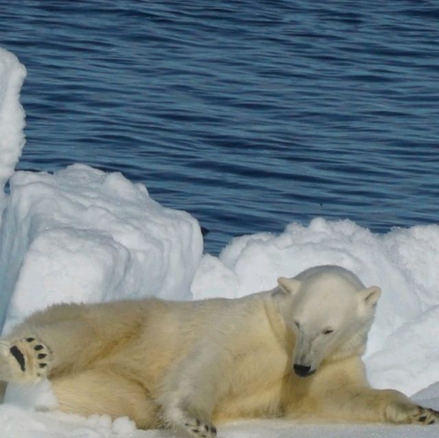 North Pole 90° unforgettable holiday