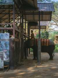파타야 핫플 코끼리가 살고있는 몽창카페 🐘