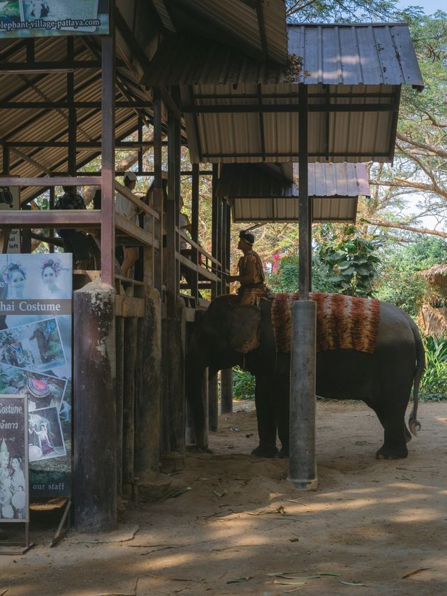 파타야 핫플 코끼리가 살고있는 몽창카페 🐘