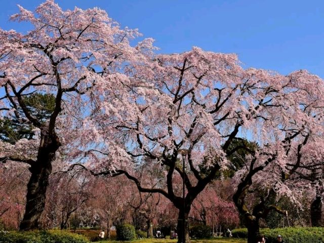 Tsutsujigaoka Park