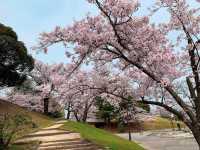 ชมดอกซากุระ ที่สวนสาธารณะเมืองชิริว ไอจิ🌸