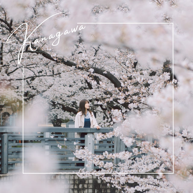 【神奈川】宿河原駅から徒歩2分の桜の名所🌸