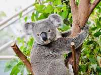 WILD LIFE Sydney Zoo