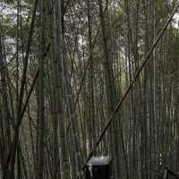 【臺北景點】陽明山國家公園：清新山區疲憊時放鬆
