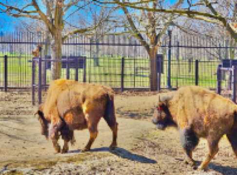Buffalo Zoo