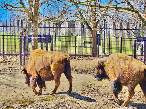 Buffalo Zoo Buffalo Zoo