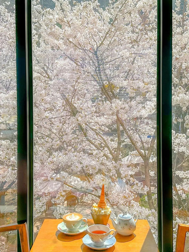 치즈빙수, 아니 실시간 청주 벚꽃 맛집🧀🌸