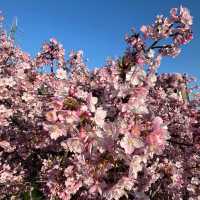 穴場スポット？？？🌸