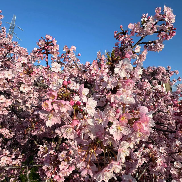 穴場スポット？？？🌸