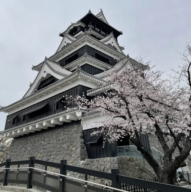 【熊本城】日本有数の花見もできるお城🏯
