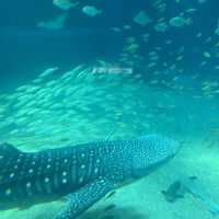 大阪の水族館といえばここ
