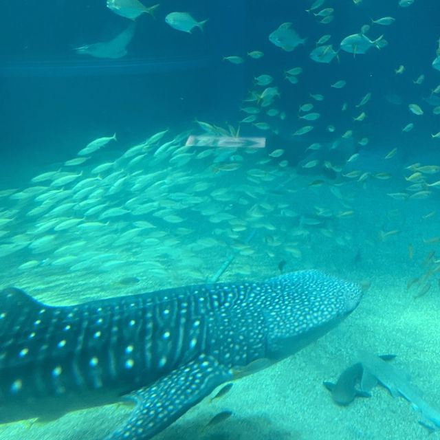 大阪の水族館といえばここ