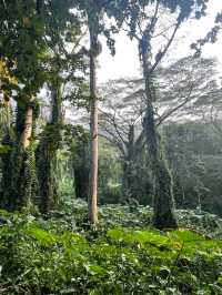 หัดเดินป่าที่ Manao falls Trail 