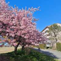 【橫濱山下公園】賞櫻必去景點