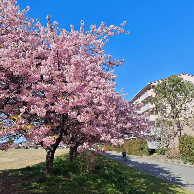 【橫濱山下公園】賞櫻必去景點