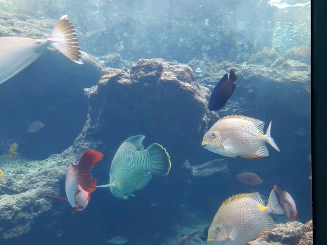 Okinawa's BEST Aquarium