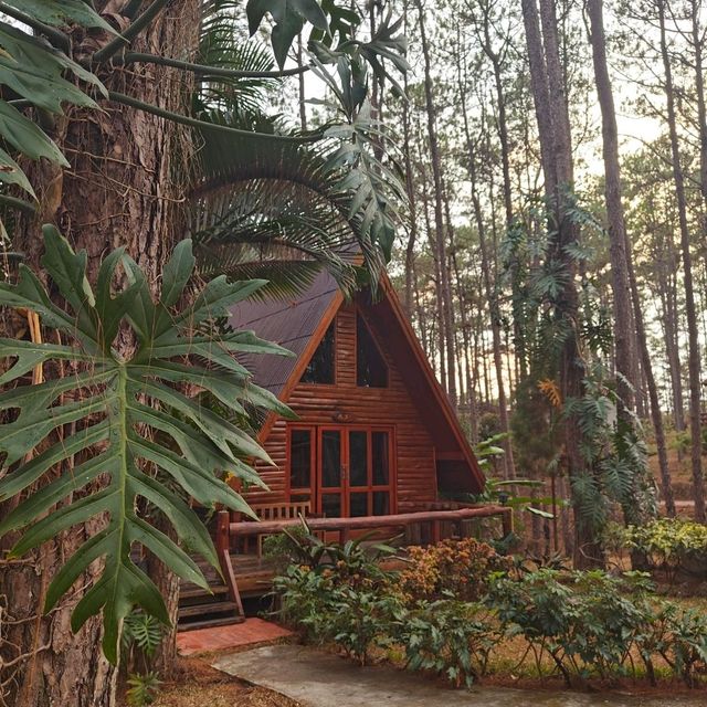 นอนชิว สดชื่น ในป่าสนธรรมชาติสวนป่าดอยบ่อหลวง