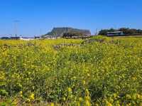 Rapeseed flower field at Noksan-ro