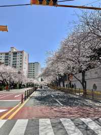 부산 벚꽃명소