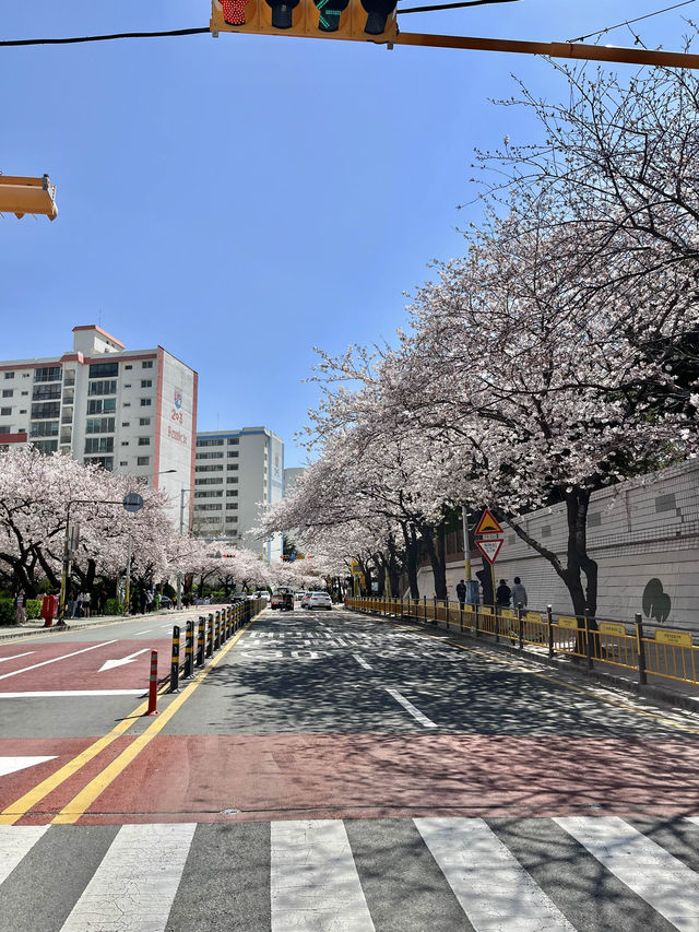 부산 벚꽃명소