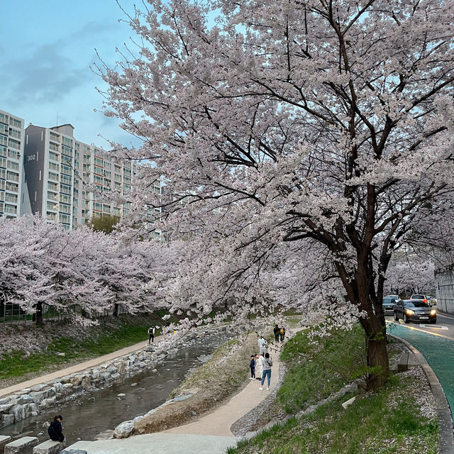 실시간 청주 벚꽃 스팟 ! 