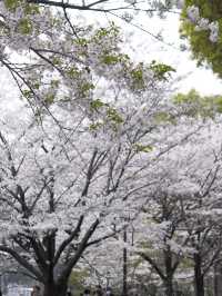 2024年　千鳥ヶ淵の桜！