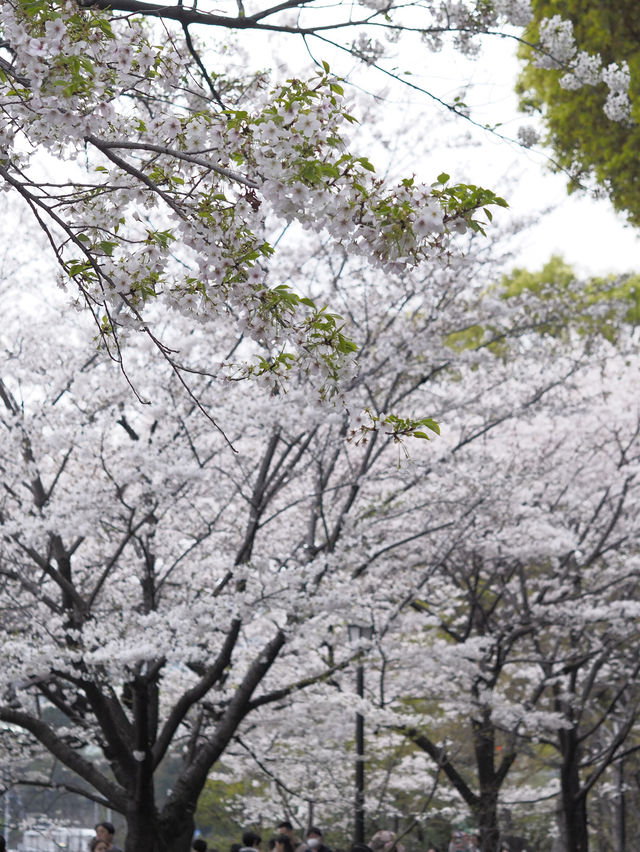 2024年　千鳥ヶ淵の桜！