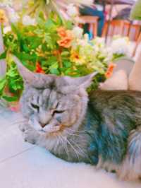 長沙灣新開的田園風素食貓Cafe🐈