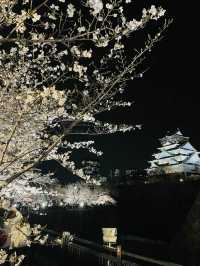 【大阪府】夜桜が美しい大阪城西の丸庭園
